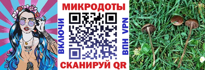 купить   Бородино  Псилоцибиновые грибы Psilocybe 